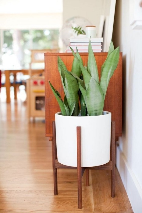 Mid Century Modern Wooden Planter Stand with Green Plant