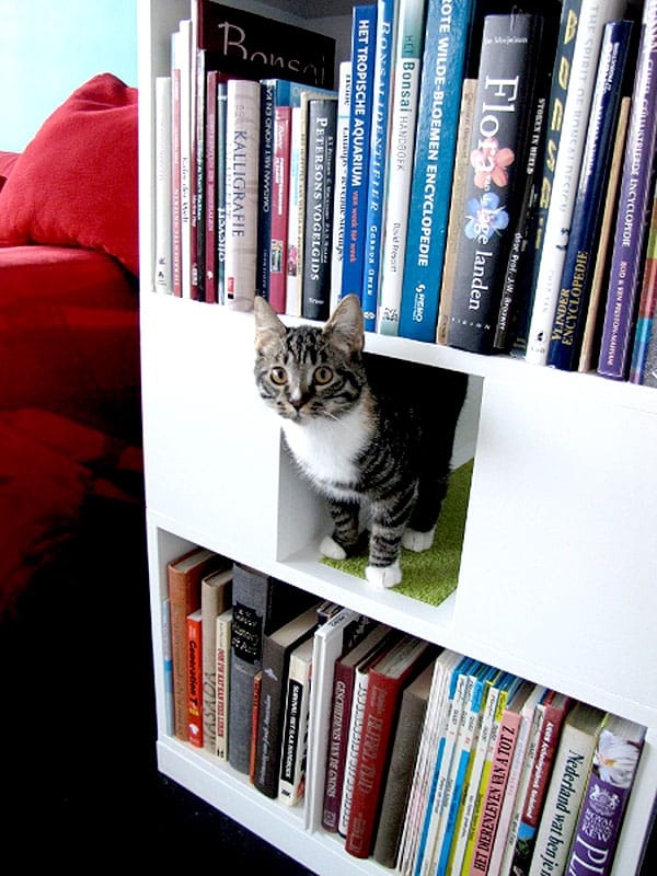 Modern Cat-Friendly Bookcase with Cozy Play Space
