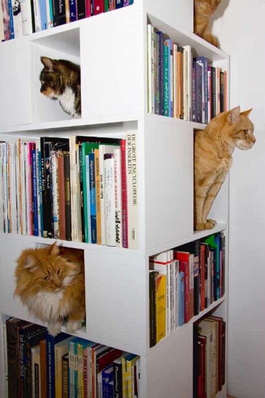 Modern Cat-Friendly Bookcase with Integrated Play Spaces