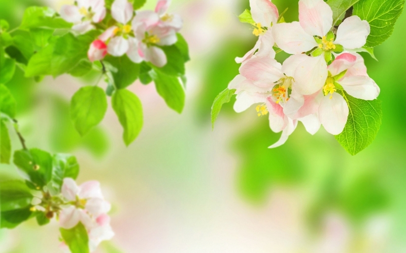 Soft Green and Pink Floral Wallpaper Design