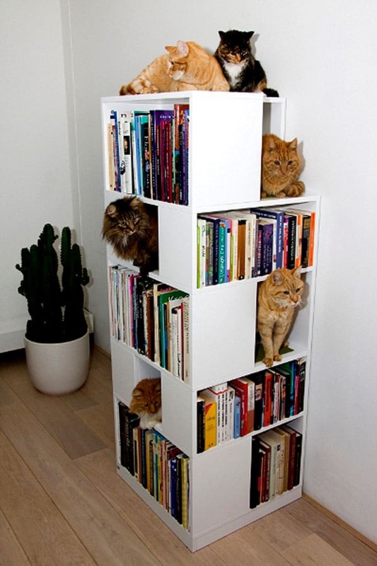 Space-Saving Cat-Friendly Bookshelf with Play Areas