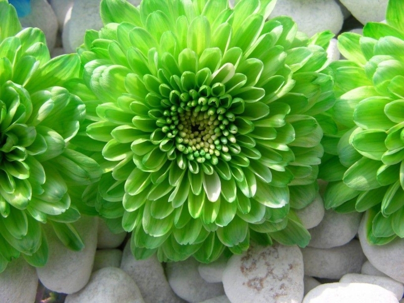 Vibrant Green Flower Close-Up Wallpaper