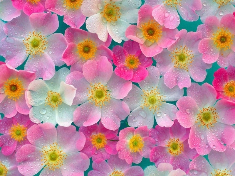 Vibrant Pink and White Floral Pattern with Dewdrops