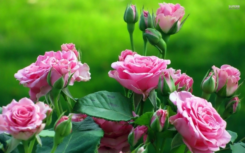 Vibrant Pink Roses Against Lush Green Background