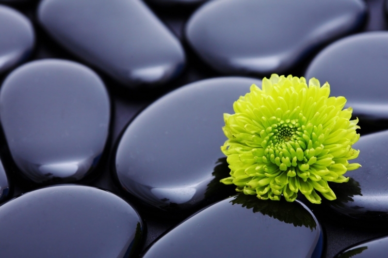 Zen Black Stones with Vibrant Green Chrysanthemum Flower