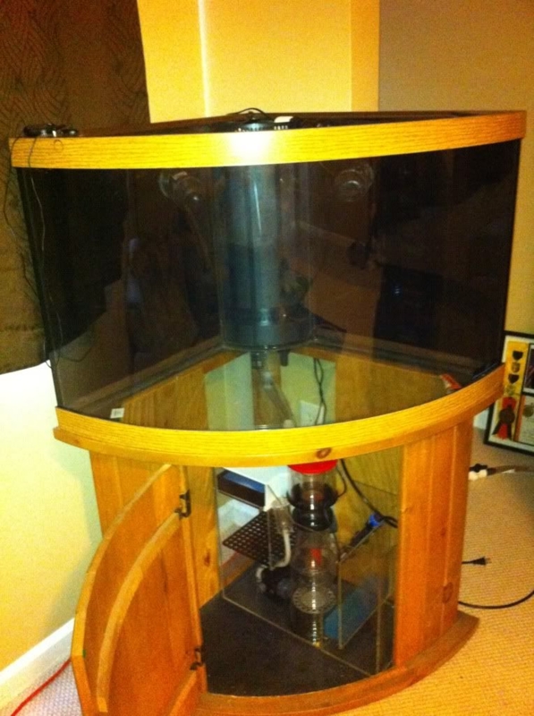 54 Gallon Corner Tank Setup | Fish tank stand, Fish tank, Corner aquarium