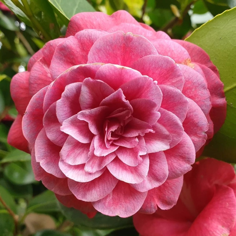 Close-Up of Vibrant Pink Camellia Flower