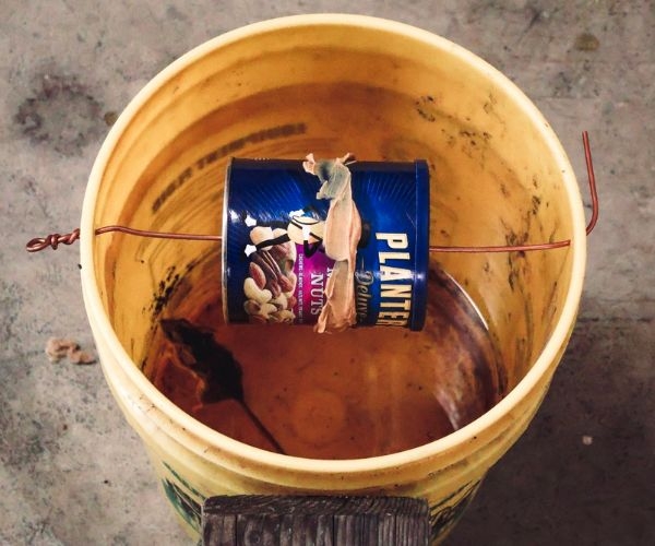 DIY Mouse Trap Using Food Container and Wire