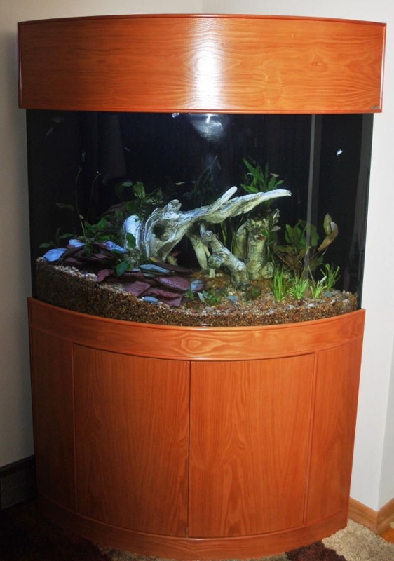 Elegant Corner Glass Aquarium with Wooden Cabinet