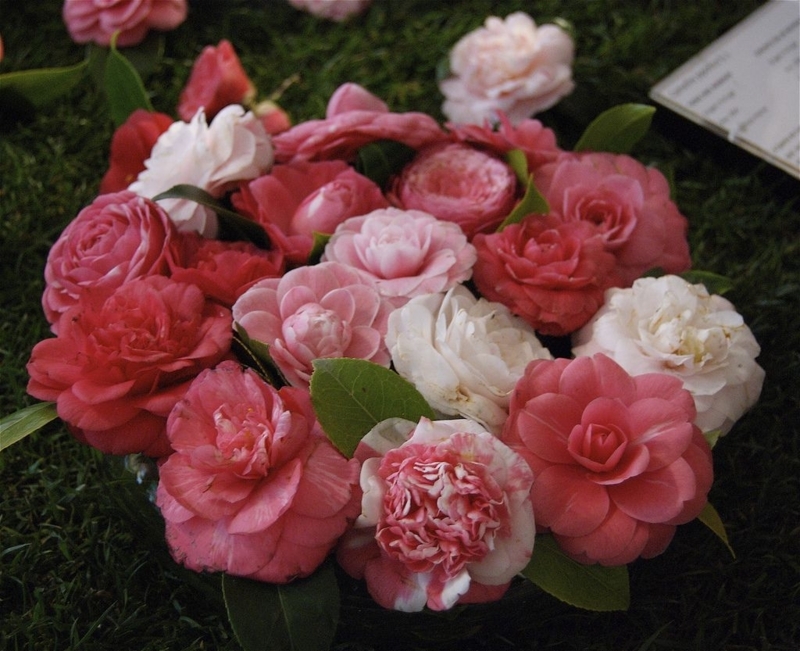 Elegant Pink and White Camellia Flower Bouquet