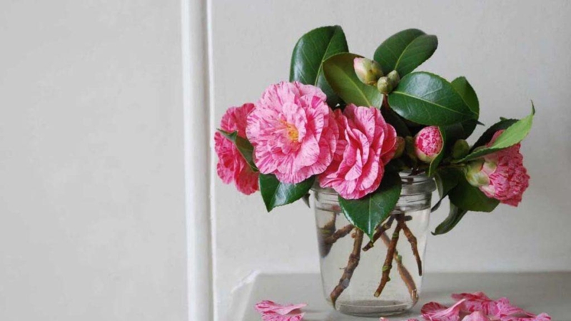 Elegant Pink Camellia Flower Bouquets in Glass Vase