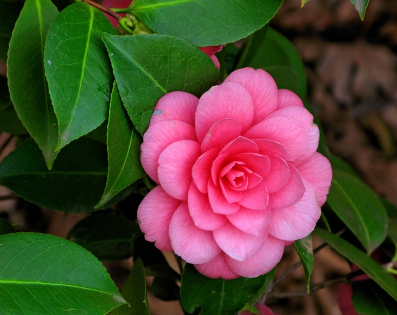 Elegant Pink Camellia Flower Close-Up Image