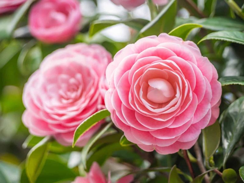 Elegant Pink Camellia Flowers Close-Up Photography