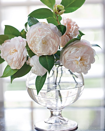 Elegant White Camellias in Clear Glass Vase