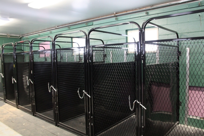 Modern Spacious Dog Boarding Kennels Design