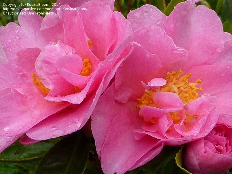 Pink Camellia Rose Bouquet Flowers Close-Up
