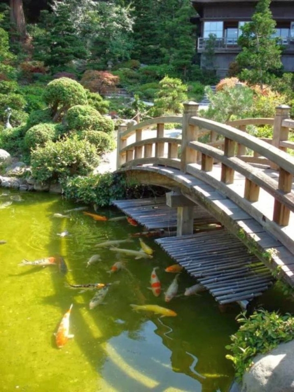 Traditional Wooden Japanese Garden Bridge Over Koi Pond