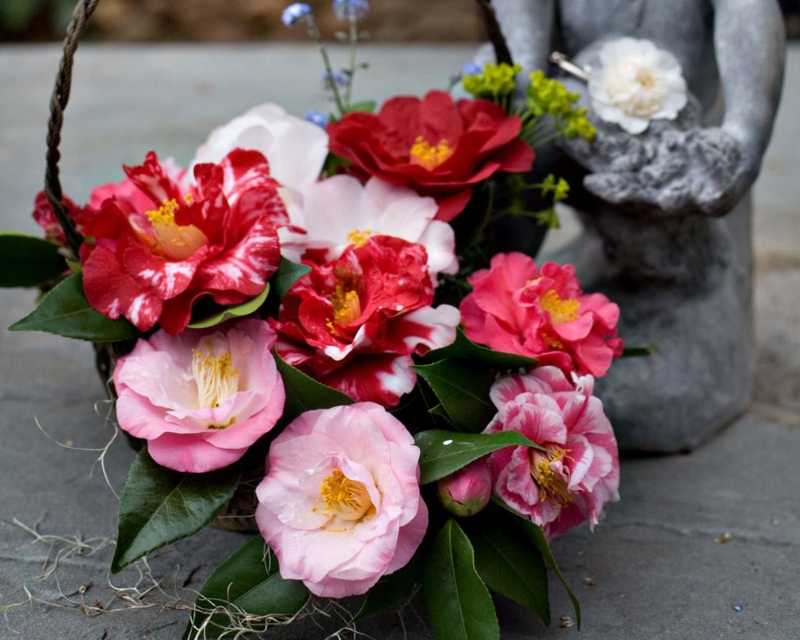 Vibrant Camellia Flower Bouquets for Elegant Decor