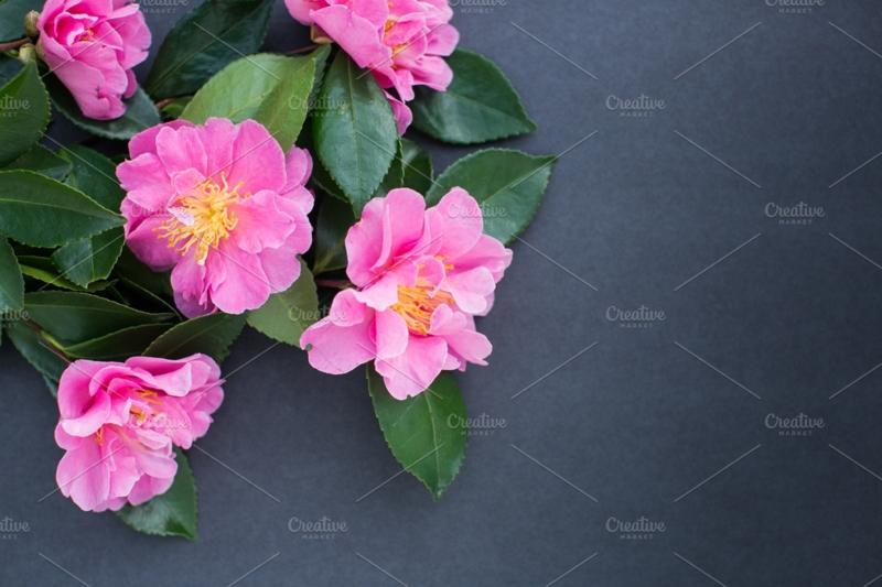 Vibrant Pink Camellias with Dark Green Leaves