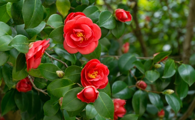 Vibrant Red Camellia Flowers with Green Foliage