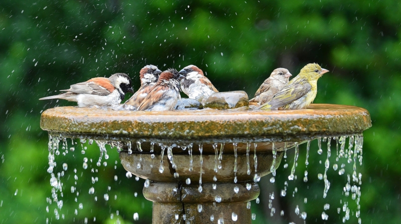 10 Unique, Homemade Bird Bath Ideas  Happy Gardens