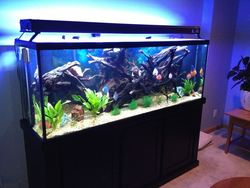 Large 150 Gallon Aquarium with Driftwood and Plants