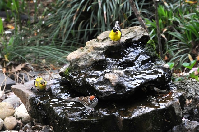 Natural Stone Bird Bath with Bubbling Water Feature