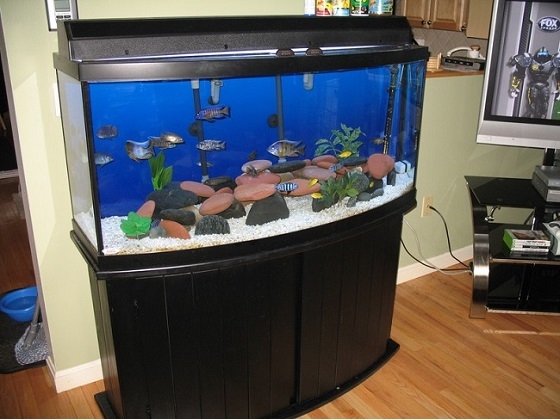 Stylish Black Curved Aquarium Stand for 150-Gallon Tank