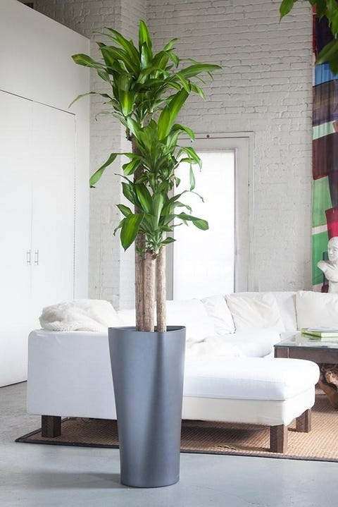 20 Best Tall Indoor Plants - Best Indoor Trees For Your Home