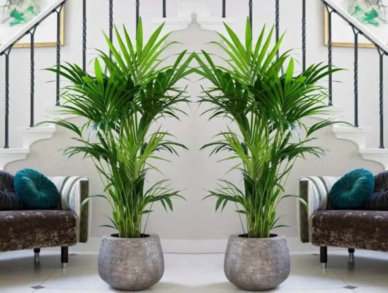 20 Low Light Indoor Trees To Liven Up Your Living Space