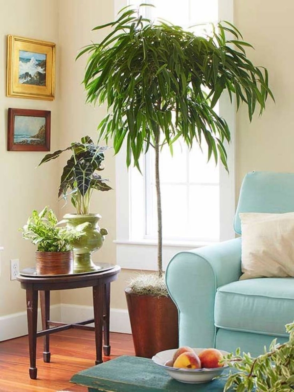 Elegant Indoor Trees Enhancing Bright Living Spaces