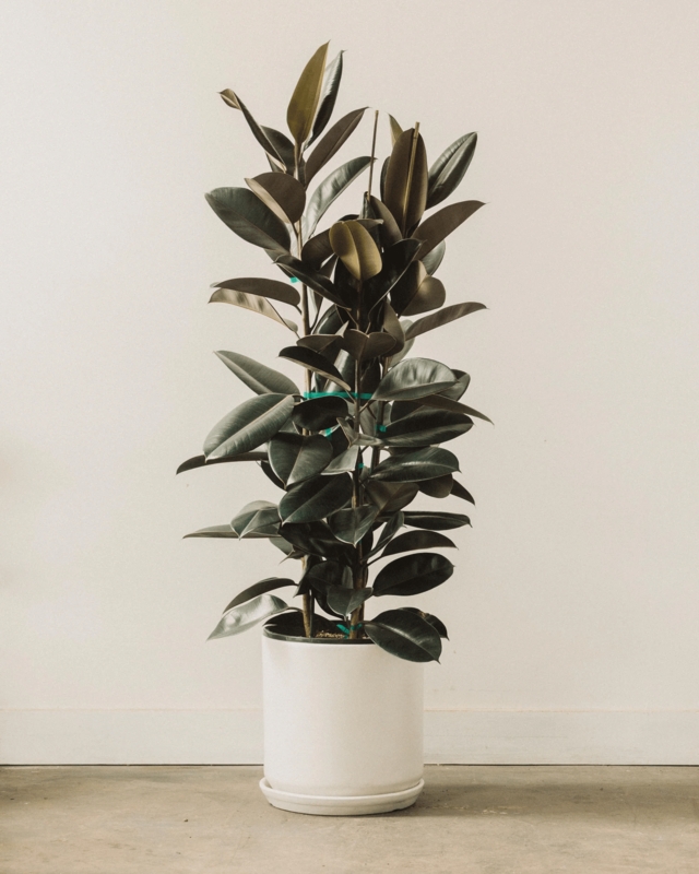 Elegant Low Light Indoor Rubber Tree Plant