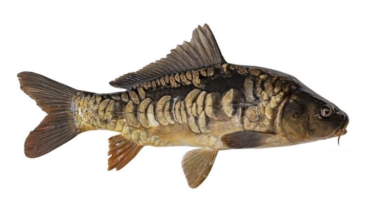 Mirror Carp Fish Isolated on White Background