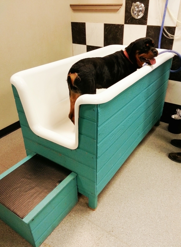 Stylish DIY Dog Bath Tub with Storage Step