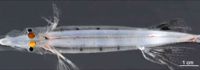 Unique Transparent Fish with Reflective Mirror Eyes