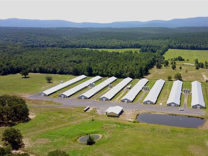 8 House Poultry Farm with Parallel White Roofs - Industrial Agri