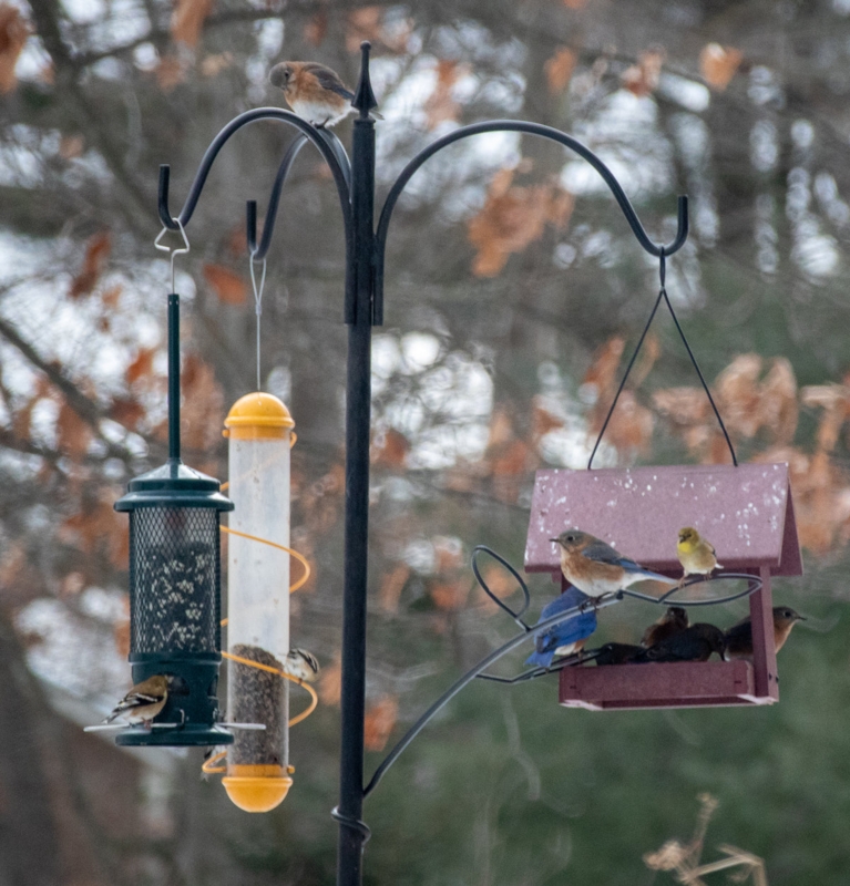 Bird Feeding Stations: How To Design the Perfect Backyard Habitat  Nature  Niche
