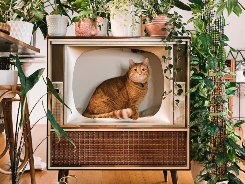 Cat Bed Repurposed Vintage TV Console with Woven Mesh Panel