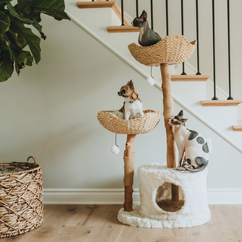 Cat Tree Furniture
