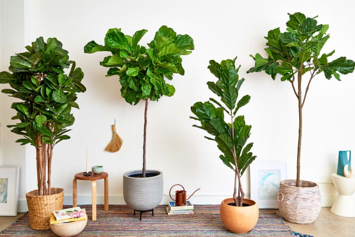Faux Fiddle Leaf Fig Varied Foliage Woven Basket Planters