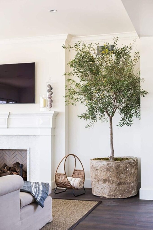Indoor Tree Large Stone Like Planter Organic Aesthetic