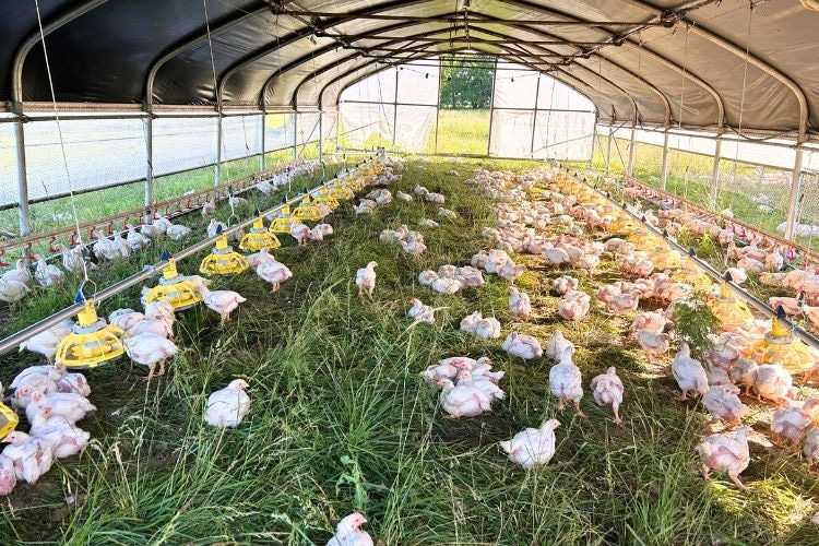 Mobile Chicken Hoop House with Arched Frame - Agricultural