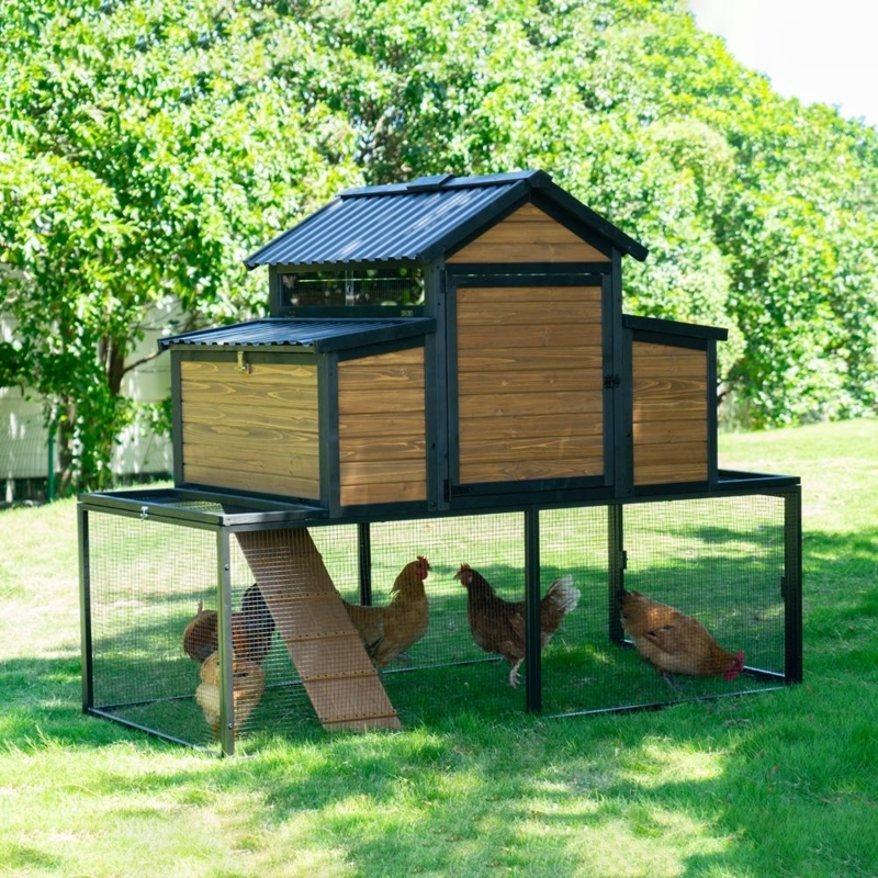 Wooden Chicken Coop Elevated Matte Black Trim and Dual Nesting Boxes