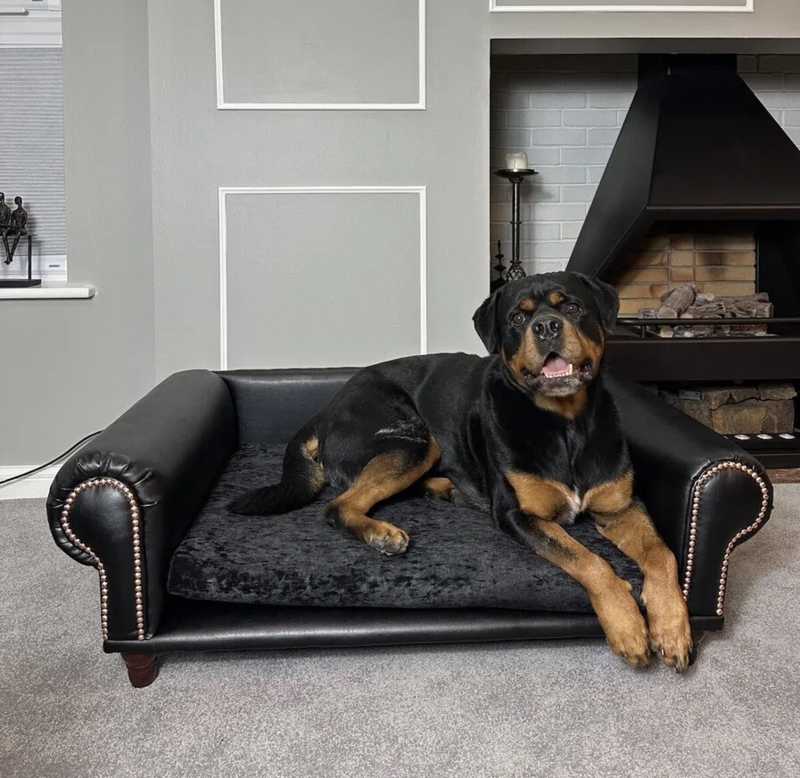 Black Dog Sofa with Nailhead Trim and Velvet Cushion