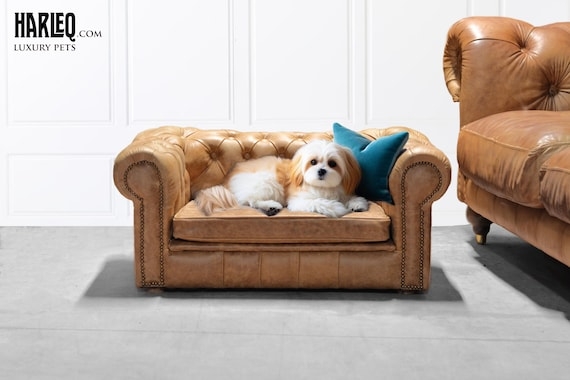Chesterfield Pet Sofa in Tan with Teal Accent Pillow