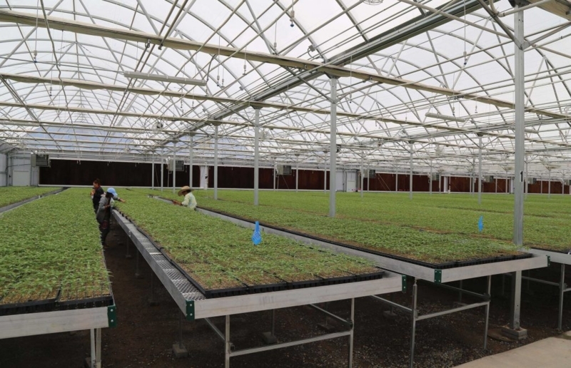 Commercial Rolling Greenhouse Benches with Expanded Metal Mesh Base