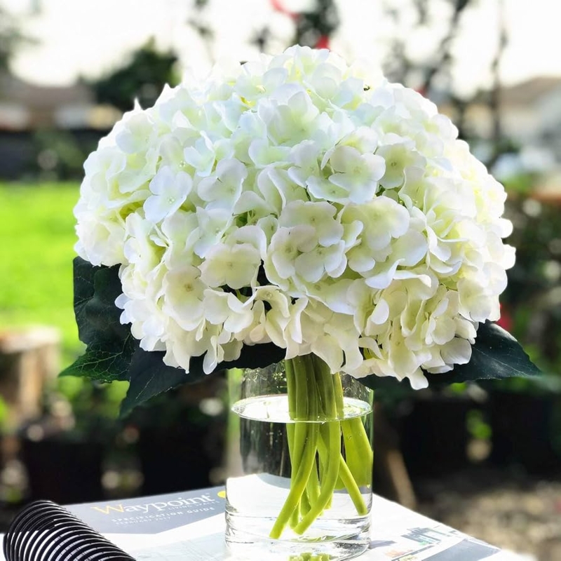 Cream Silk Hydrangeas in Glossy Cylindrical Vase with Faux Water
