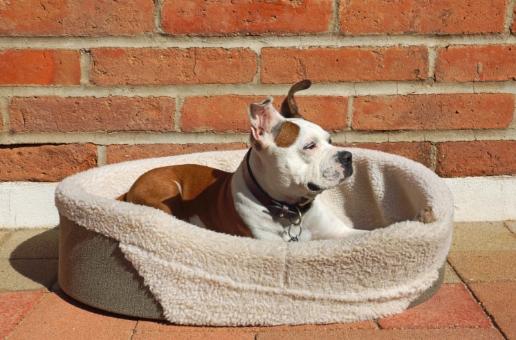 Dog Bed, Canvas Oval Shape, Cream Sherpa Fleece Lining