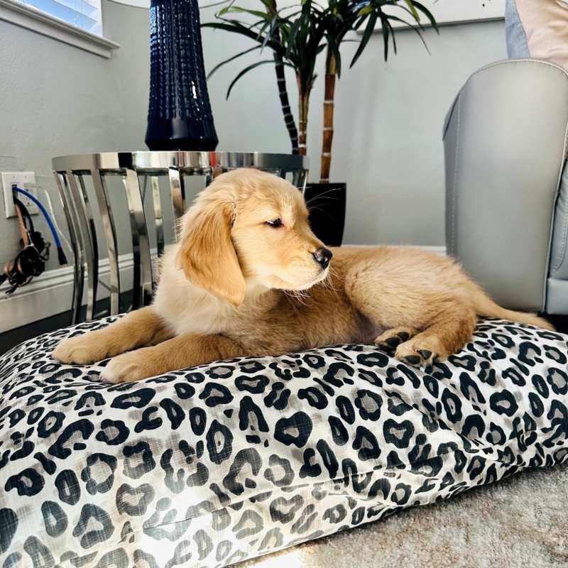 Dog Bed Cover Oversized Floor Cushion Washable Leopard Print Boho Chic
