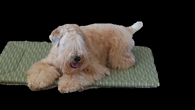 Dog Bed Mat, Low Profile Quilted Olive Green Design